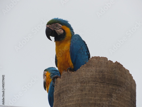 blue and yellow macaw