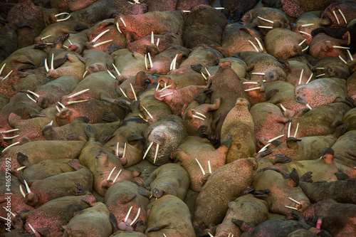 Photos Lazy and relaxing, An enormous herd (haulout) of all male walrus sun themselves on the beach during summer months