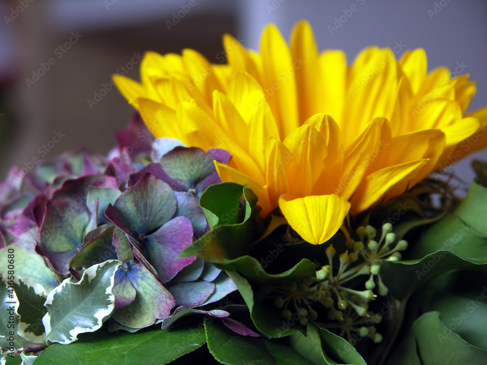 Fototapeta premium Sunflower