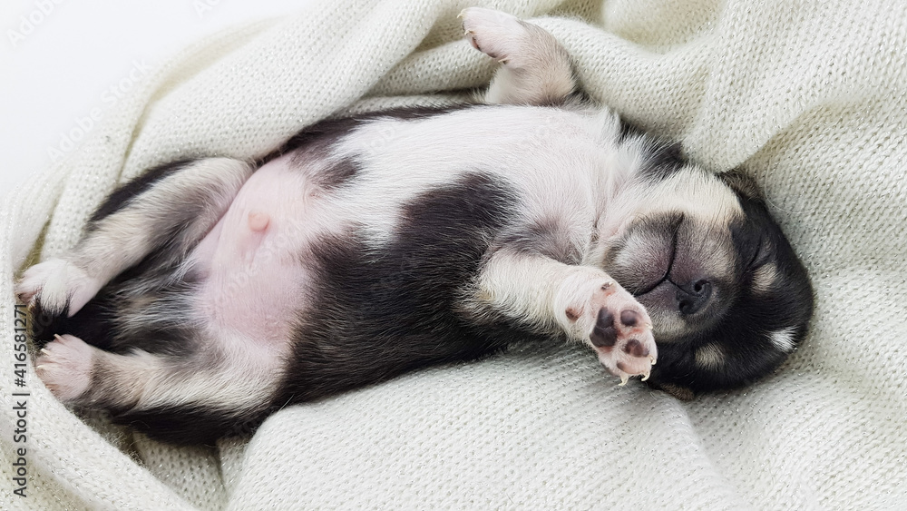 a newborn Chihuahua puppy sleeps on a fluffy white blanket. the dog is black and white in color. cute picture of a puppy. a newborn Chihuahua puppy sleeps on a fluffy white blanket. the dog is black and white in color. cute picture of a puppy.