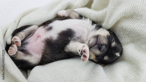 a newborn Chihuahua puppy sleeps on a fluffy white blanket. the dog is black and white in color. cute picture of a puppy. © Natalia