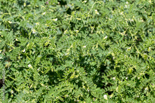 Green pod chickpea are growing on the field