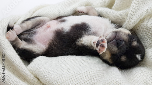 a newborn Chihuahua puppy sleeps on a fluffy white blanket. the dog is black and white in color. cute picture of a puppy.