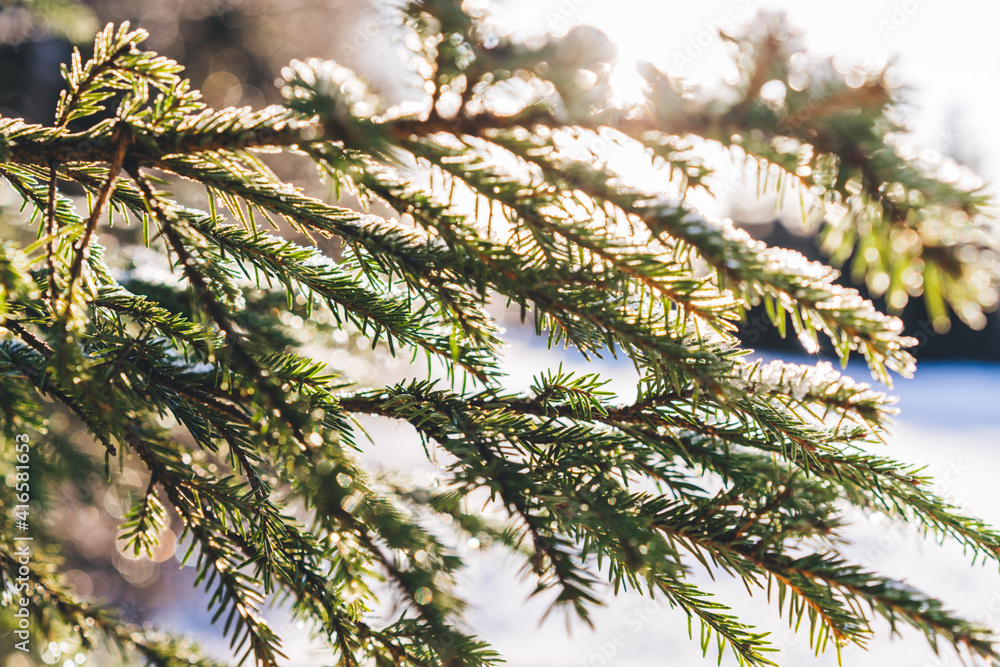 Obraz premium Winter christmas magical landscape. Frosty trees in snowy forest in the sunny morning. Tranquil winter nature in sunlight. Majestic atmosphere. Snow nature.