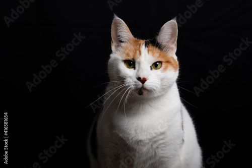 portrait of a cat