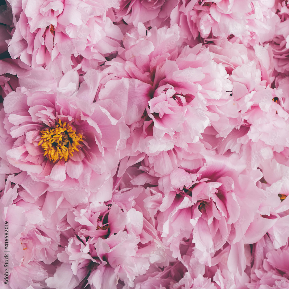 Obraz premium Beautiful fresh pink peony flowers in full bloom, close up, top view. Floral spring summer texture for background. Mother's day, Birthday, Valentine's day card. Blooming peonies.