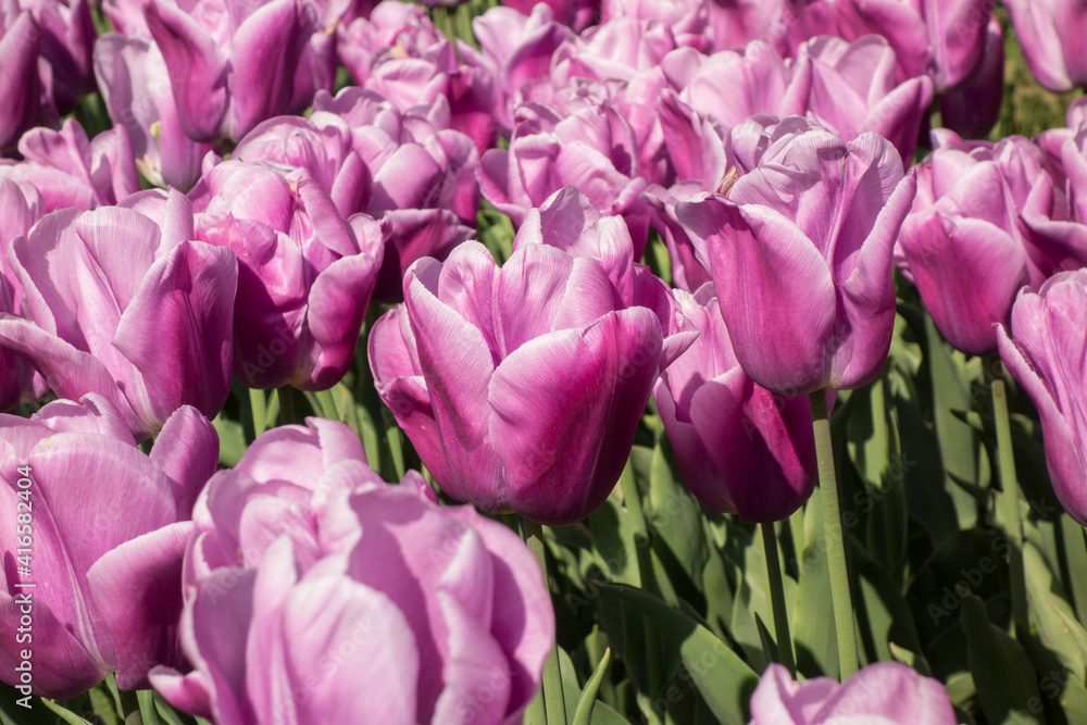 Beautiful tulips in the park. Close up. Beautiful tulips in the park. Close up.