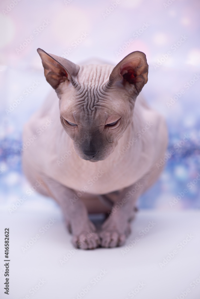 Sphinx cat sitting near a flower on a bright festive background