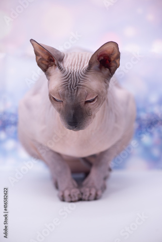 Obraz na płótnie Sphinx cat sitting near a flower on a bright festive background w salonie