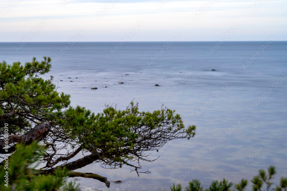 Pine trees growing on a stone beach with ocean background
