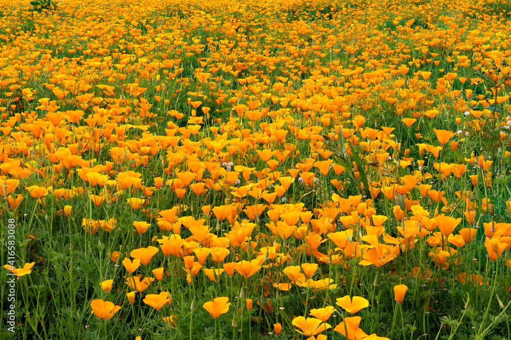 Obraz premium A field of California Poppies near Mt Angel, Oregon