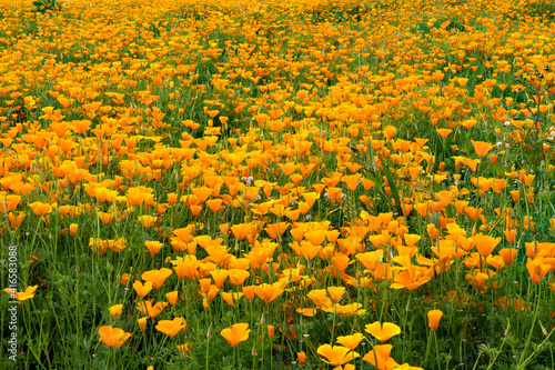A field of California Poppies near Mt Angel  Oregon