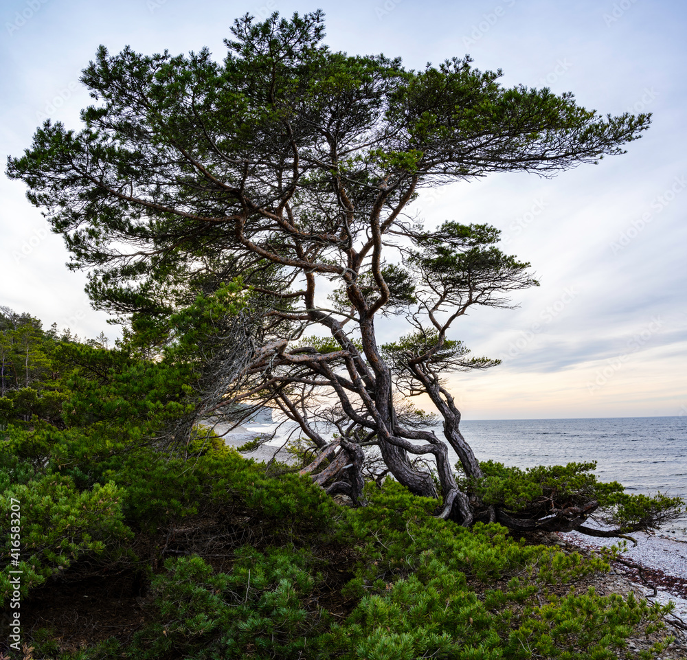 Obraz premium Pine trees growing on a stone beach with ocean background