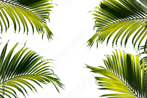 Green tropical palm​ leaf, Isolated on white background. Clipping path included. Copy space. © KAVIN