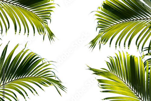 Green tropical palm​ leaf, Isolated on white background. Clipping path included. Copy space.