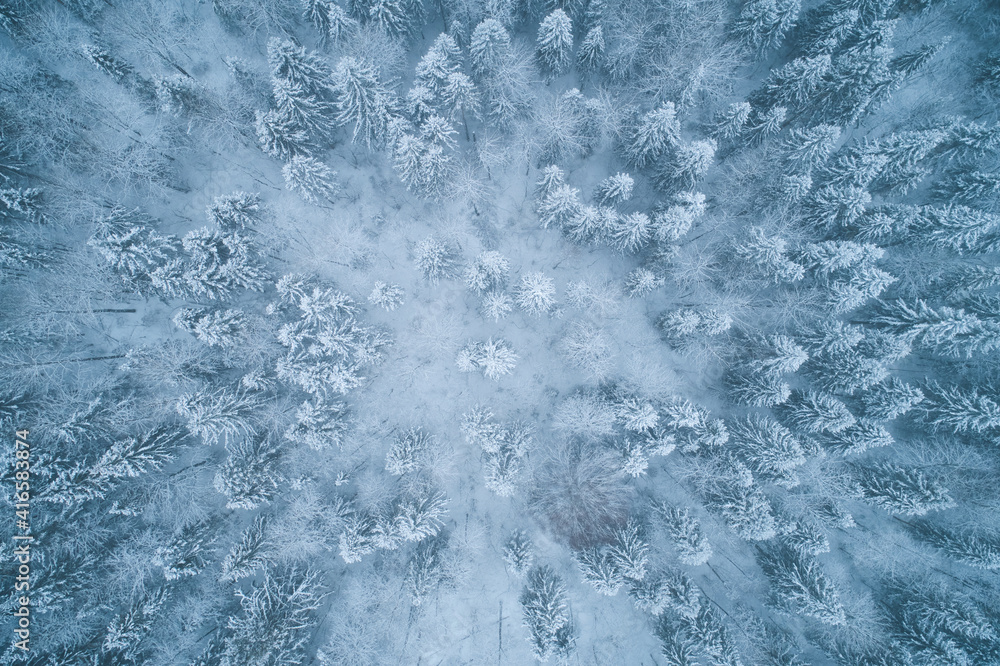 Aerial view from the drone. Winter landscape with a beautiful spruce forest from a height