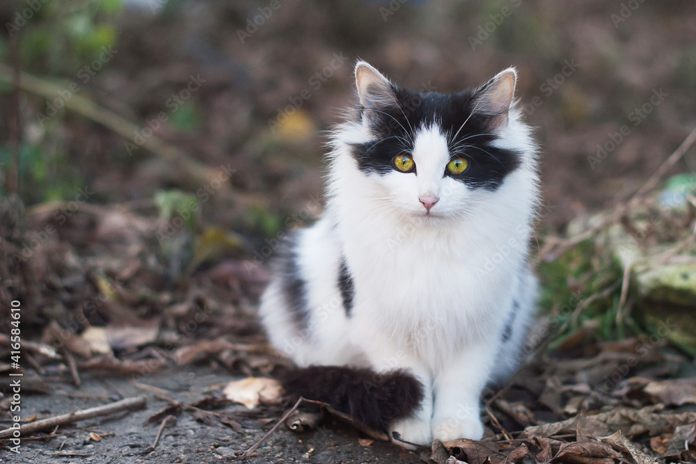 white-black color of a cat with green-yellow eyes,which sits on the street in the summer