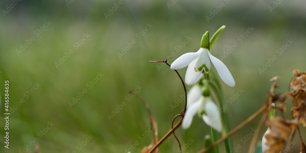 Przebiśnieg śnieżyczka (Galanthus nivalis) pośród trawy Przebiśnieg śnieżyczka (Galanthus nivalis) pośród trawy