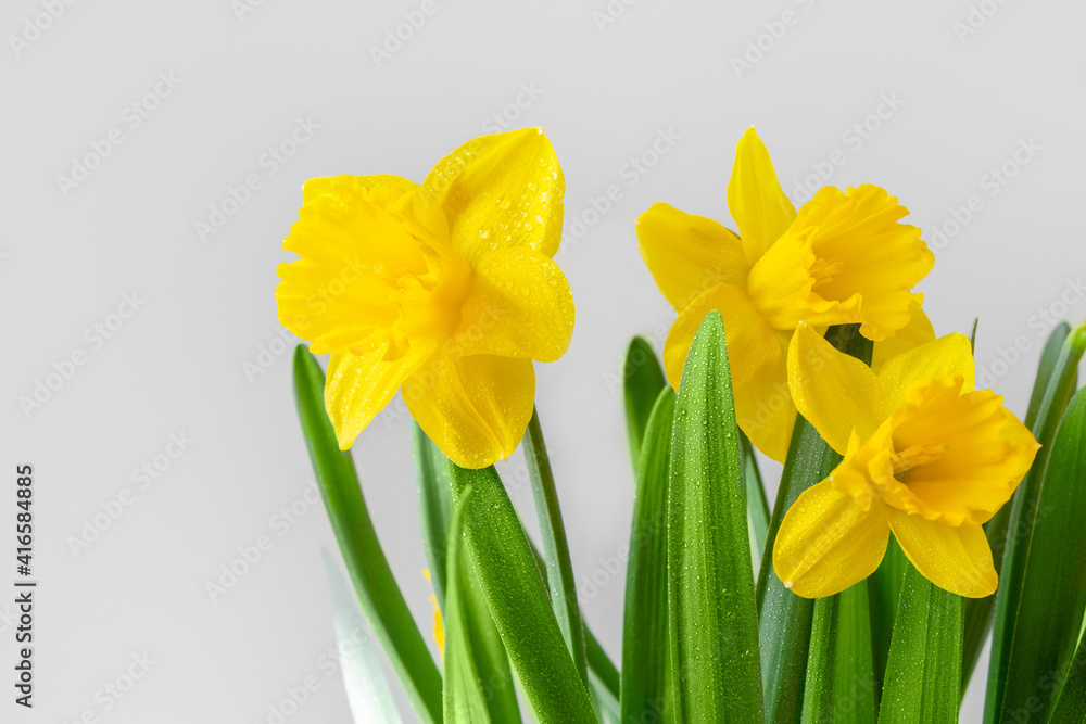 Yellow Narcissus or daffydowndilly flowers. Springtime. Authentic photo. Women's day, mother's day. Yellow Narcissus or daffydowndilly flowers. Springtime. Authentic photo. Women's day, mother's day.