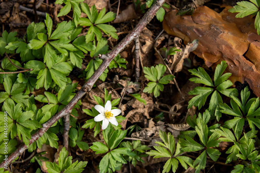 White anemone flower among the foliage. Spring Flower White anemone flower among the foliage. Spring Flower