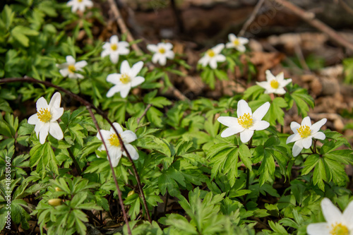 White anemone flower among the foliage. Spring Flower