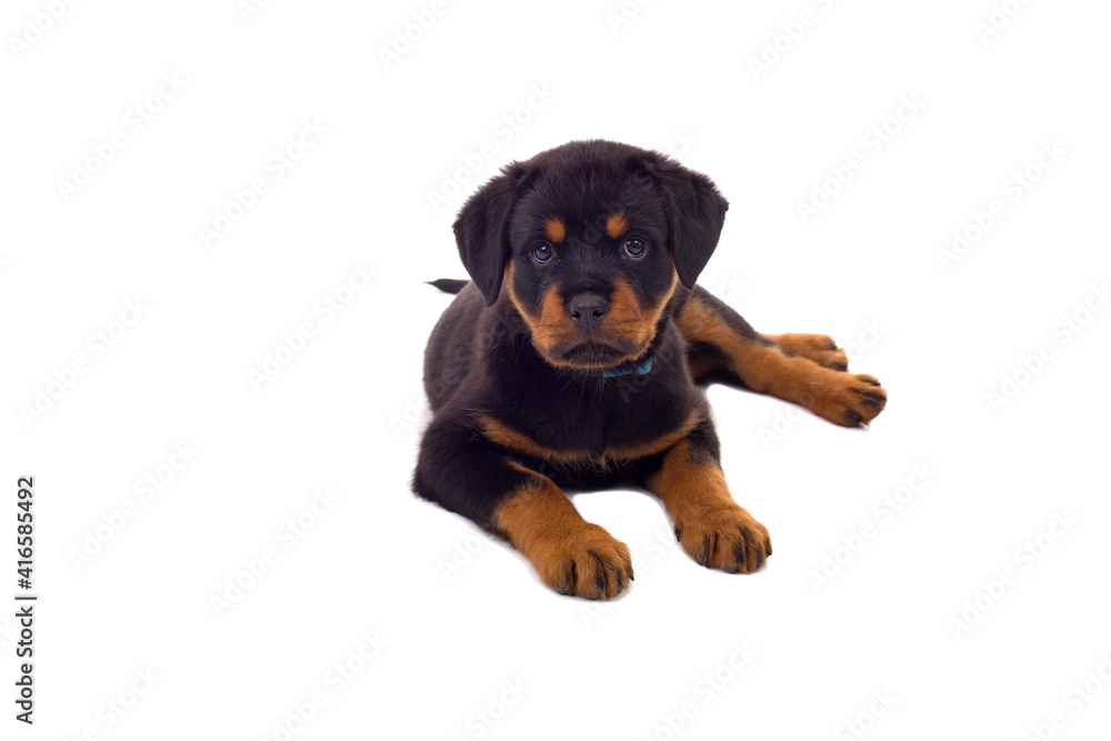 Obraz premium Dog puppy isolated