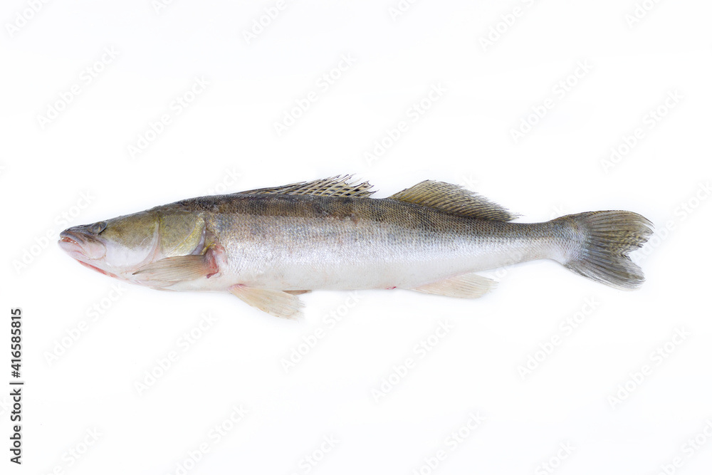 Large fish pike perch isolated on a white background. Walleye belongs to the perch family Large fish pike perch isolated on a white background. Walleye belongs to the perch family