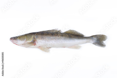 Large fish pike perch isolated on a white background. Walleye belongs to the perch family