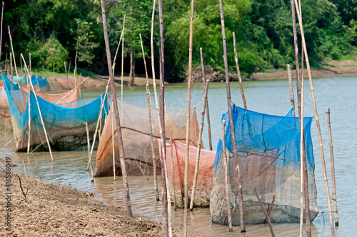 Traditional Fish Breeding In Nets In The Sangkae River, Battambang, Cambodia photo