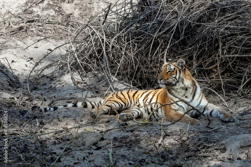 Royal Bengal Tiger - Jim Corbett National Park