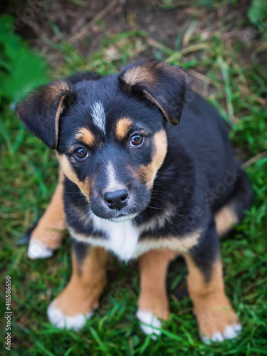 Small black brown puppy looking at you.