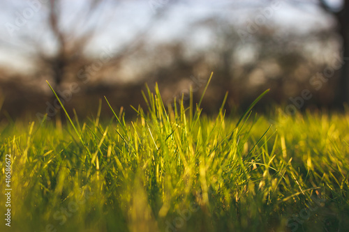 Green grass under rays of sun