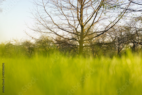 Green grass under rays of sun