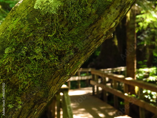 bridge in the forest