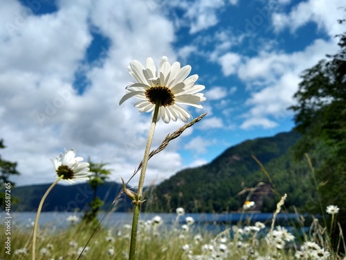 daisies against sky