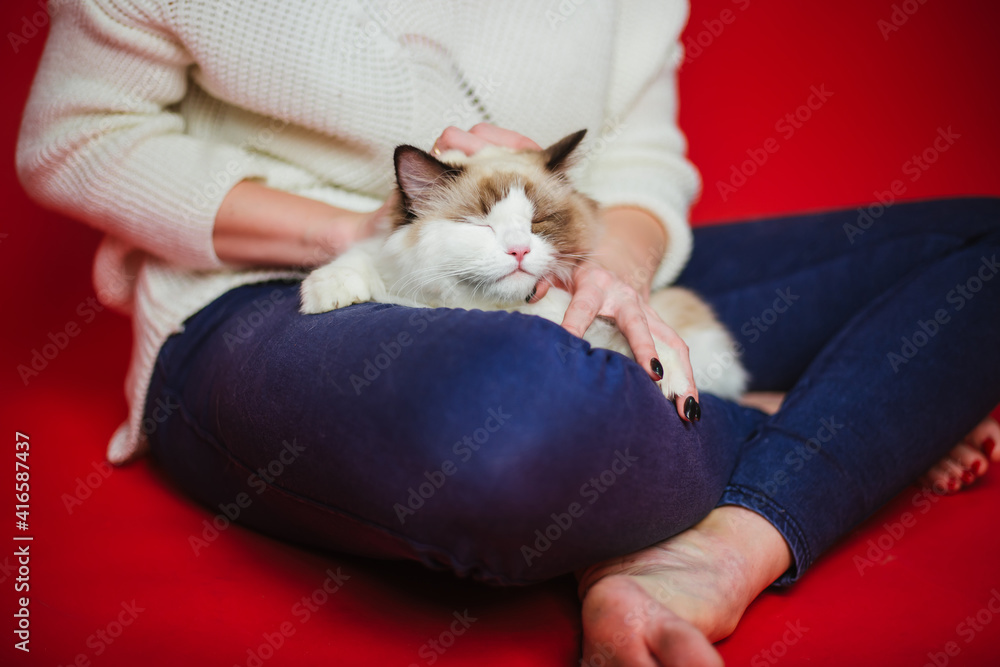 Fluffy cat Ragdoll sits on the lap of a woman. Fluffy cat Ragdoll sits on the lap of a woman.
