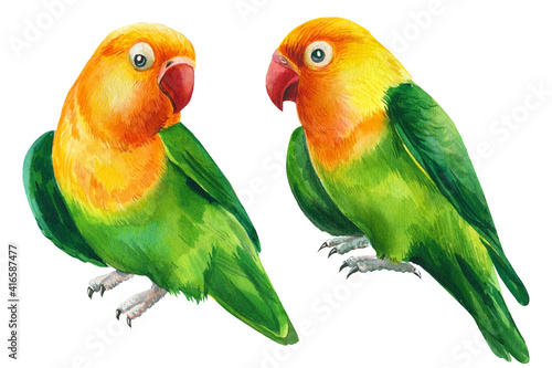lovebirds parrots on isolated white background, animal watercolor painting