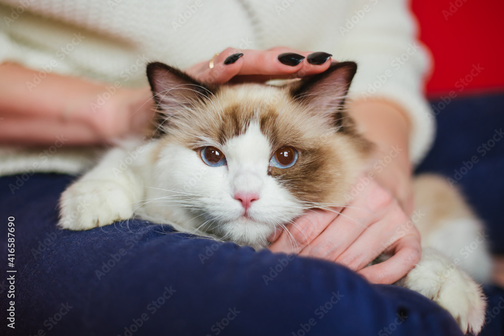 Fluffy cat Ragdoll sits on the lap of a woman.