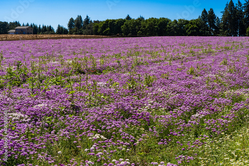 A field of colorful Globe candytuff flowers near Silverton, Oregon