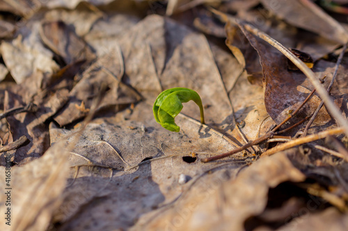 Small maple’s sprout on the ground