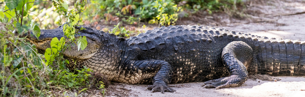 Obraz premium Wildlife reserve