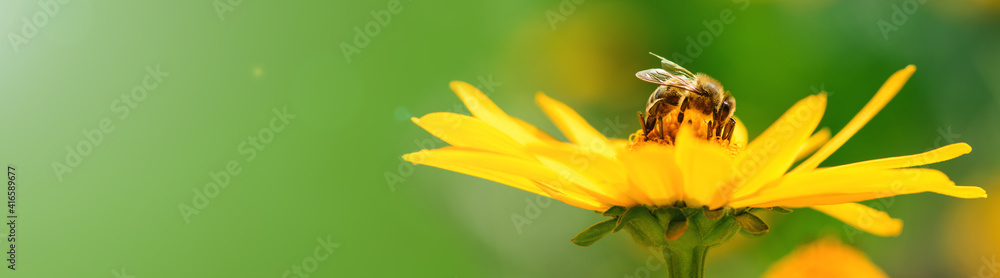 Bee and flower. Banner. Close up of a striped bee collecting pollen on a yellow flower on a Sunny bright day. A bee collects honey from a flower. Summer and spring backgrounds Bee and flower. Banner. Close up of a striped bee collecting pollen on a yellow flower on a Sunny bright day. A bee collects honey from a flower. Summer and spring backgrounds