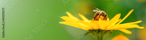 Bee and flower. Banner. Close up of a striped bee collecting pollen on a yellow flower on a Sunny bright day. A bee collects honey from a flower. Summer and spring backgrounds