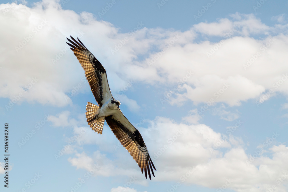 Obraz premium Wildlife reserve