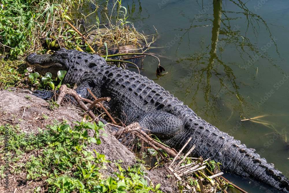Wildlife reserve Wildlife reserve