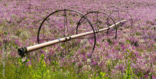 irrigation system in a field of colorful toadflax flowers on a farm near Silverton, Oregon