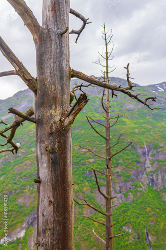 Mountain landscape behind dead tree in Utladalen Jotunheimen landscapes Norway. photo