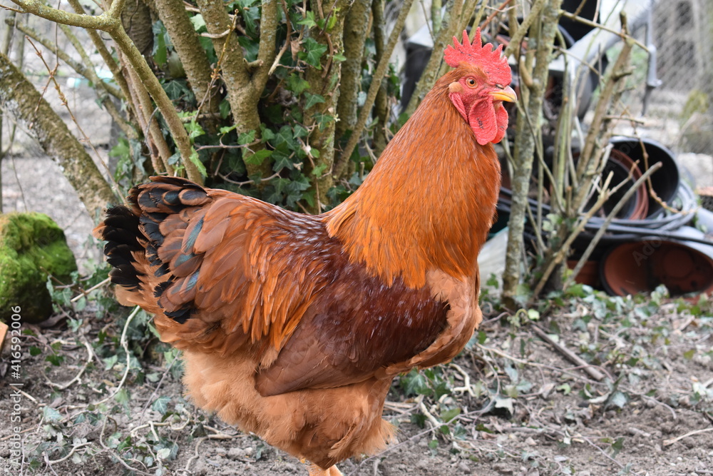 Fototapeta premium Coq