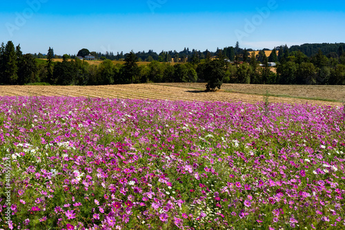 A field of garden cosmos flowers and a field of mowed and windrowed ryegrass and a view of the farm land surrounding the Silverton Oregon area