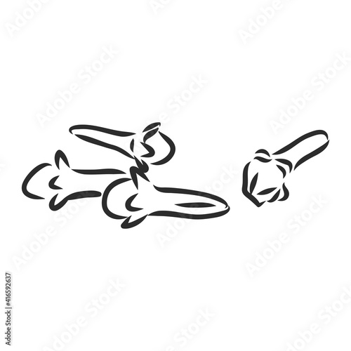 Isolated dry cloves on white. Vector spices and herbs illustration. Hand drawn etching sketch